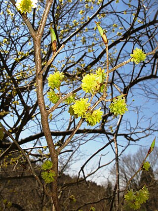 <i>Lindera praecox</i> Species of plant