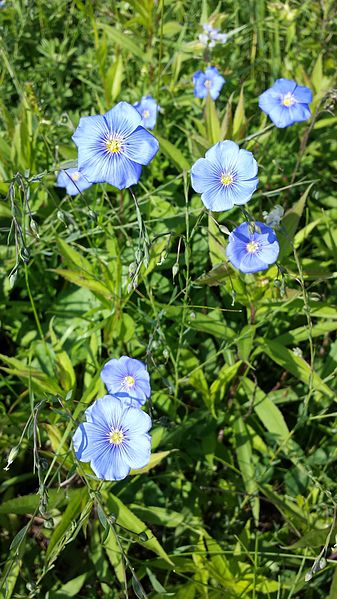 File:Linum austriacum sl4.jpg