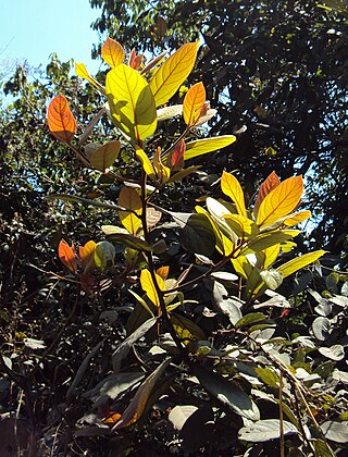 <i>Litsea wightiana</i> Species of tree