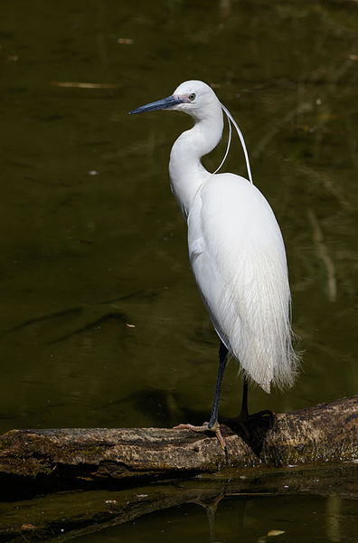 File:Little egret at Tennōji Park in Osaka, March 2016.jpg