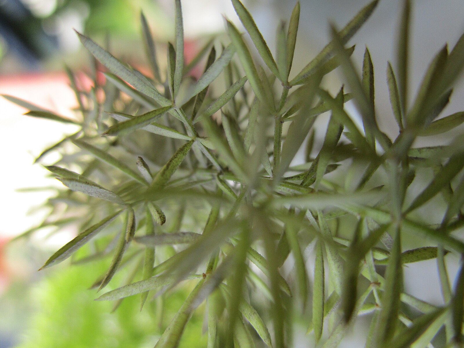 Living connections. Eryngium foetidum. Эрингиум пахучий. Синеголовник пахучий. Culantro.