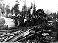 Loggers on top of a 100 foot long log, Washington, 1907 (KINSEY 2856).jpeg