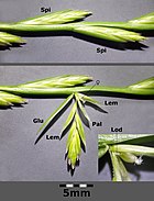 Plusieurs épillets (Spi) sur l’axe de l’épiÀ la base de l’épillet une glume (Glu), l’épillet comporte plusieurs fleurs, chacune enveloppée par une lemme (lem, lemma) et une palea (pal, palea), les tépales (Lod, lodiculae) sont minuscules