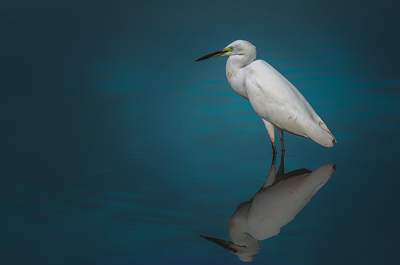 File:Lonely Egret.jpg