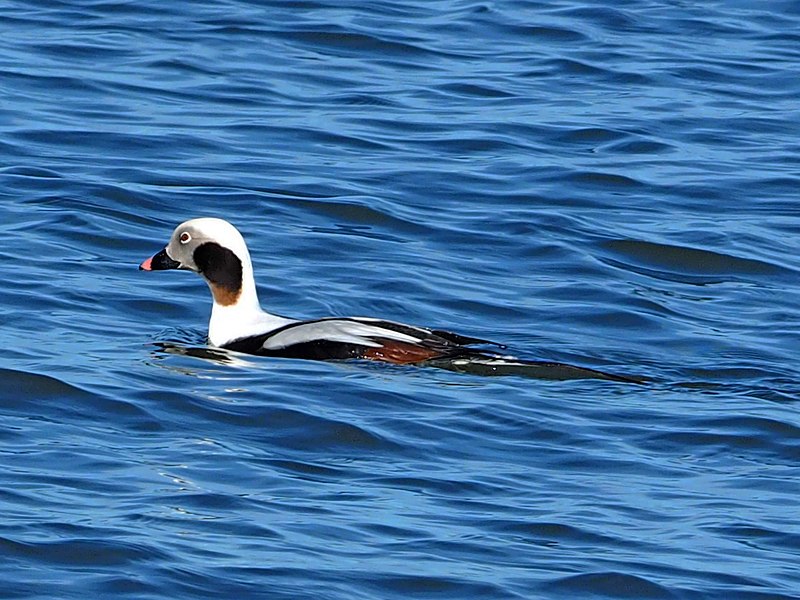File:Long-tailed Duck - Clangula hyemalis, Delaware Seashore State Park, Rehoboth Beach, Delaware (24937760107).jpg