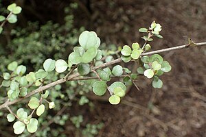 Lophomyrtus obcordata kz2.jpg