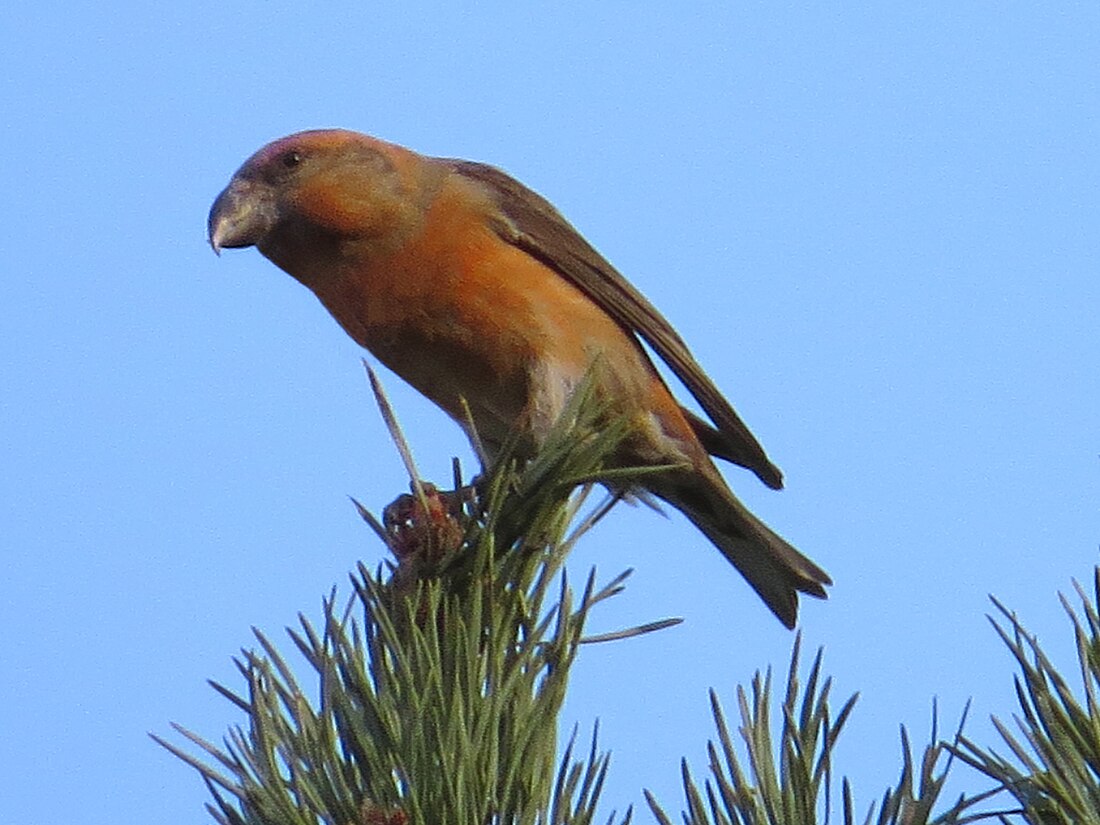 File:Loxia pytyopsittacus, Budby Common 3.jpg