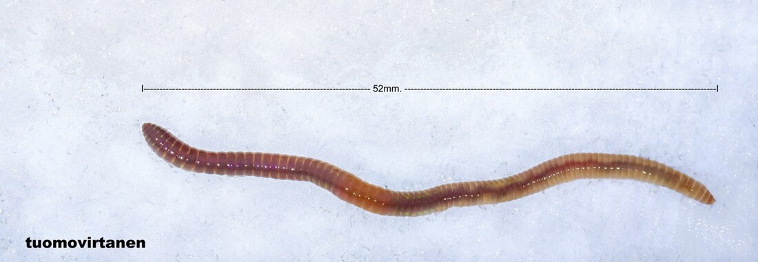 Lumbricus castaneus