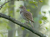 Thrush Nightingale (Luscinia luscinia)