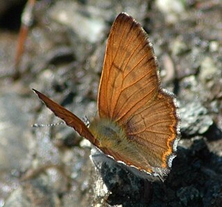 <i>Lycaena mariposa</i> Species of butterfly