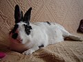 My bunny