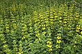 Français : Lysimachia punctata Vallée de Grâce à Amiens (Somme), France