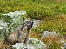 Whistle, or rather scream, of a marmot in Rackov Zadok [pl] M. marmota latirostris in Rackov Zadok (Tatra Mountains)1.jpeg