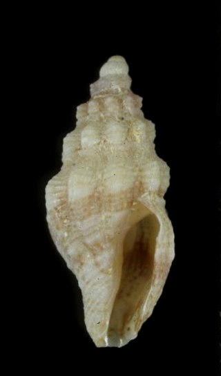 <i>Macteola</i> Genus of gastropods