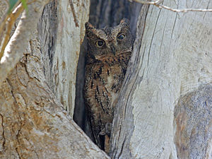 Madagascar scops owl