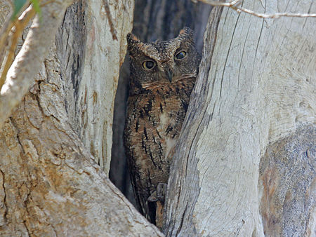 Otus rutilus