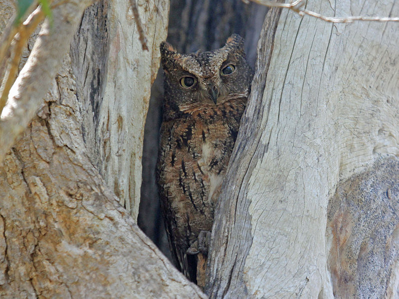 File:Madagascar Scops OWL RWD.jpg