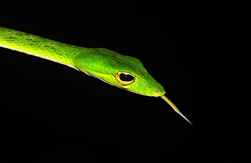 File:Malayan Green Whip Snake.jpg