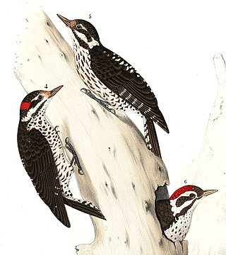 <span class="mw-page-title-main">Strickland's woodpecker</span> Species of bird