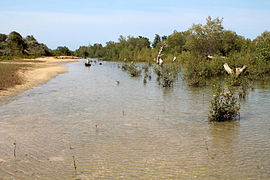 Mangrovebossen van Madagaskar