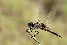 Laporov plamenac (Macrodiplax balteata) ženka.JPG