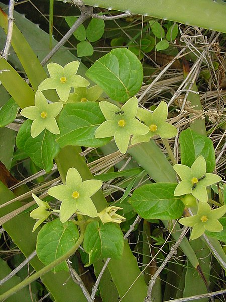 File:Matelea denticulata 2.jpg