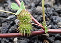 Owoce Medicago polymorpha.