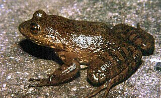 <i>Megaelosia massarti</i> Species of frog