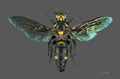 Megascolia procer, џиновска усамљена врста са Јаве у Scoliidae. Дужина овог примерка је 77 mm, а распон крила 115 115 mm.[б][15]