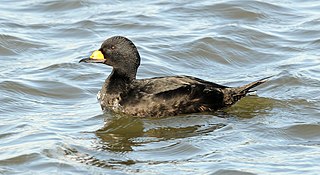 Black scoter species of bird