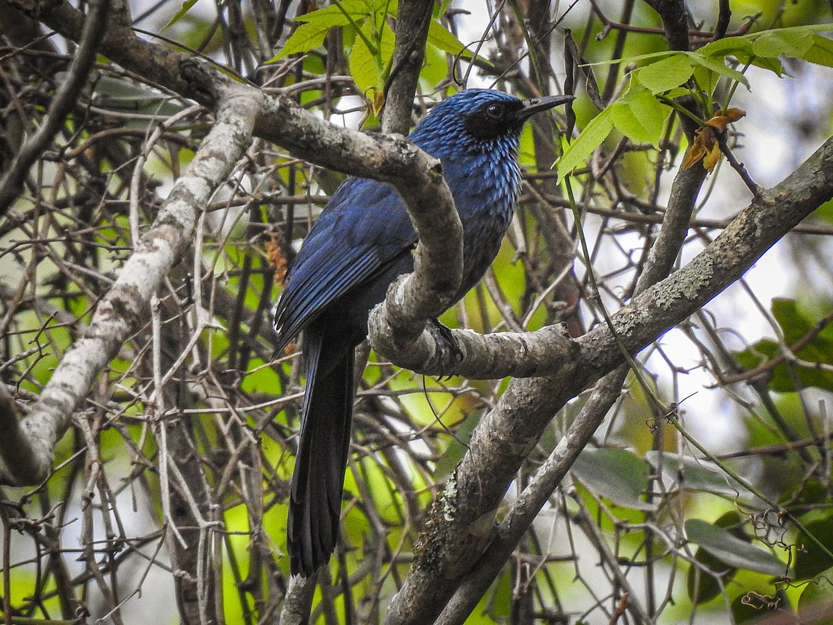 Baby Blue  The Mockingbird