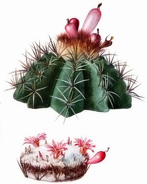 Melocactus harlowii The Cactaceae.jpg