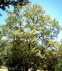 Forest of Pyrenean Oak (Quercus pyrenaica)