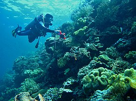 Memasang transek karang di Pulau Tomia