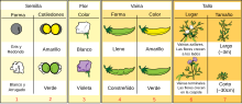 Miniatura para Experimentos sobre hibridación de plantas