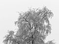 * Nomination With hoarfrost covered crown of a birch (Betula) in the Fog. --Famberhorst 16:51, 12 February 2017 (UTC) * Promotion Good quality. --Basotxerri 16:58, 12 February 2017 (UTC)