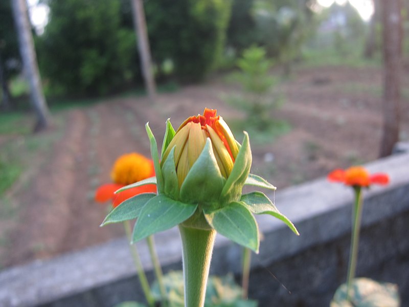 File:Mexican Sunflower - മെക്സിക്കൻ സൂര്യകാന്തി 02.jpg