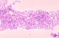 Micrococcus mucilaginosis 01.png