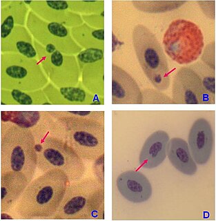 Micronucleus test