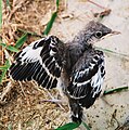 Baby Northern Mockingbird.