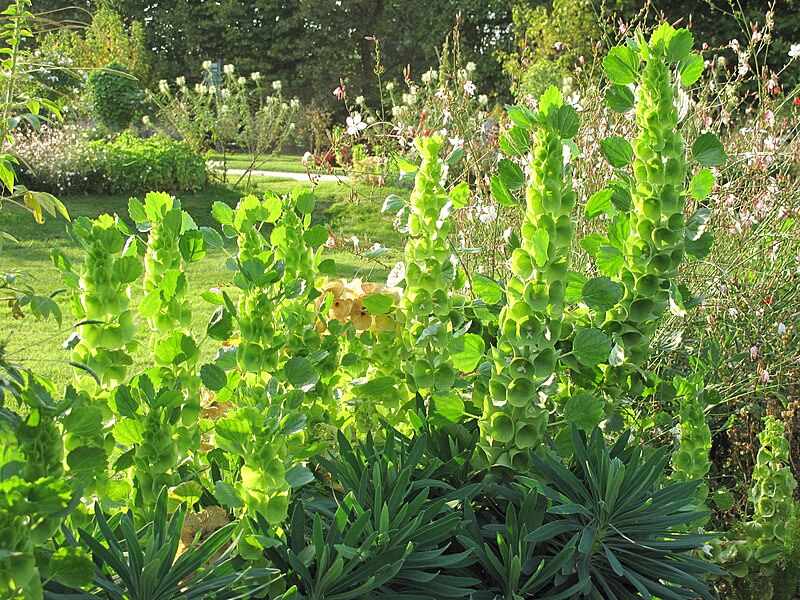 File:Moluccella laevis (Jardin des Plantes de Paris) 2.jpg