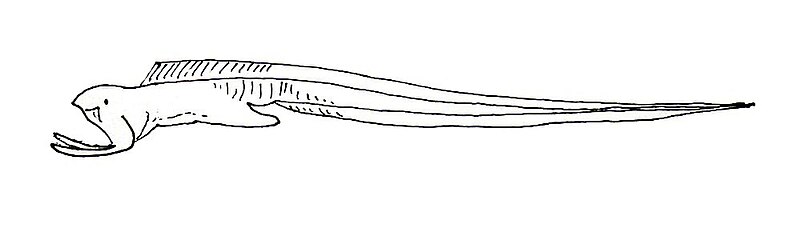 File:Monognathus.jpg