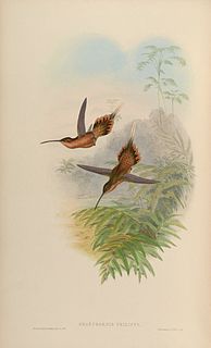 <span class="mw-page-title-main">Needle-billed hermit</span> Species of hummingbird