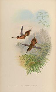 Needle-billed hermit Species of hummingbird