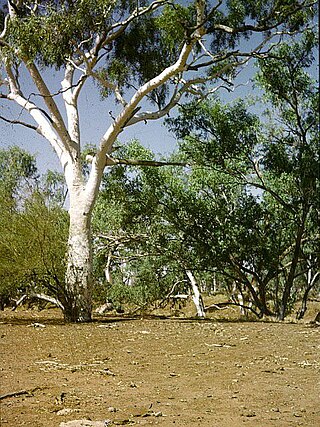 <i>Corymbia papuana</i> Species of plant