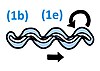 Motility cartoon type 1b