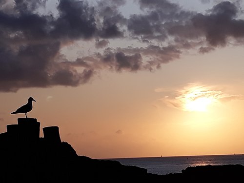 Mouette admirant le Coucher de Soleil