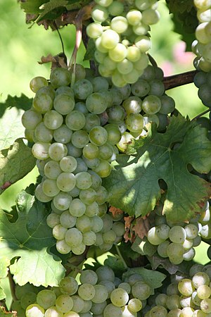 Müller-Thurgau grapes are used to create Riesling X Sylvaner, a common white wine in Switzerland