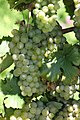 スイスで一般的な白ワイン、リースリング×シルバーナの原料のブドウ、ミュラー・トゥルガウ