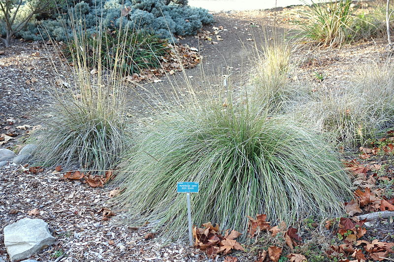 File:Muhlenbergia rigens - San Luis Obispo Botanical Garden - DSC05868.JPG